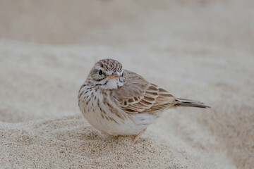 Berthelot's Pipit (Anthus berthelotii) sitting on the sand on the Canary island Fuerteventura, Spain.