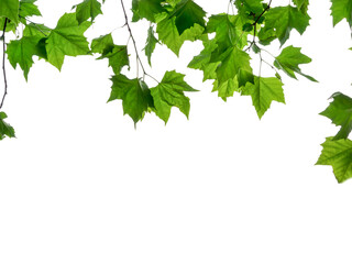 frame from fresh green maple leaves from below isolated on transparent background overlay texture
