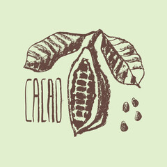 Cocoa bean icon. Hand drawn sketch vector Cacao beans. Leaves of  Cocoa bean isolated. Sign of Bean to bar cacao. Organic product doodle for cafe, shop, menu. Plant part for label, logo, sign, symbol.