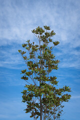 Evergreen southern magnolia with green leaves. blue sky background.