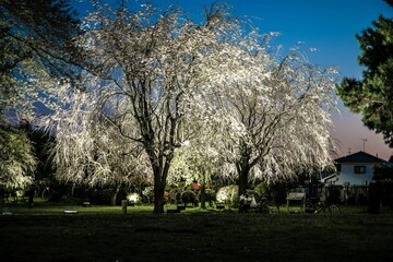桜ライトアップ