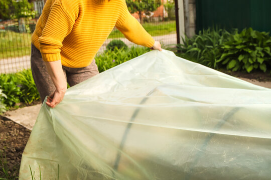Low tunnel greenhouse. Female hands holding stretching new polythene film on greenhouse plastic black carcass. Closeup. Preparation for garden season in spring. Agronomy