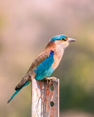 Indian Roller sitting on a pole against blur background