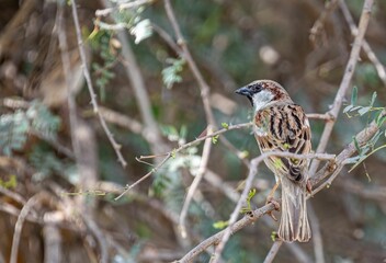 Male Sparrow on a tree against blur background