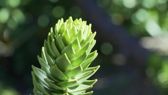 Detail of Araucaria tree branch, also evergreen coniferous tree or monkey tail tree, with thick sharp needles, close to Lanin volcano in the border region between Argentina and Chile.