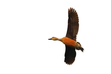 Fulvous whistling duck flying isolated on transparent background png file