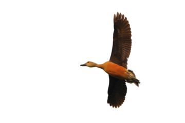 Fulvous whistling duck flying isolated on transparent background png file