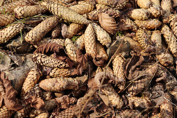 photo cover on the ground from cones and fallen dry leaves