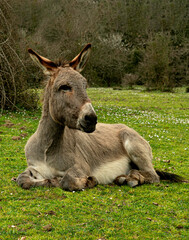 Donkey in the Meadow