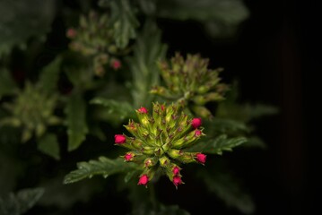 Closeup shot of small pink petunia buds with green leaves