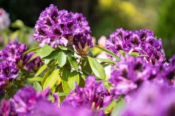 Closeup of Rhododendron Hybrid (Rhododendron hybrid) flowers under the sunlight in a garden