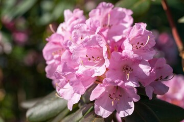 Closeup of Rhododendron Hybrid (Rhododendron hybrid) flowers under the sunlight in a garden