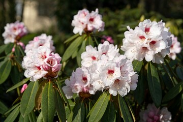Rhododendron Hybrid tree flowers with green leaves and a blurry background