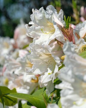 Vertical shot of Rhododendron Hybrid (Rhododendron hybrid) flowers under the sunlight in a garden