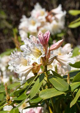 Vertical shot of Rhododendron flowers with green leaves and a blurry background.