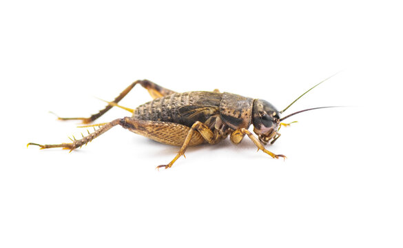 Black and brown wild Field Cricket - Gryllus - side profile view isolated on white background