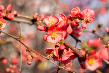 Fototapeta na wymiar Chaenomeles japonica blooms in spring, red flowers on a shrub.