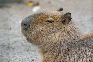 close up of a capybara