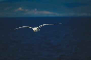 Seagull flying above the ocean
