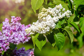 Inflorescence of a white lilac against a blue sky
