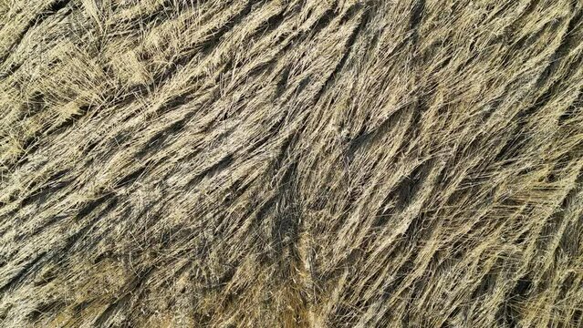 Drone shot of old reeds in a reed belt in the spring, partially knocked down by the wind. Camera looks down, moves up, spins ccw and moves away from the field.
