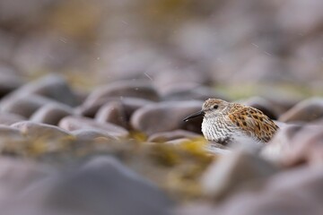 Adorable Dunlin bird searching for food amongst the rocks on a beach in Scotland