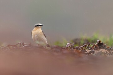 Shallow focus shot of adorable Northern wheatear searching for food around the beach in Scotland