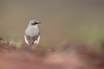 Shallow focus shot of adorable Northern wheatear searching for food around the beach in Scotland