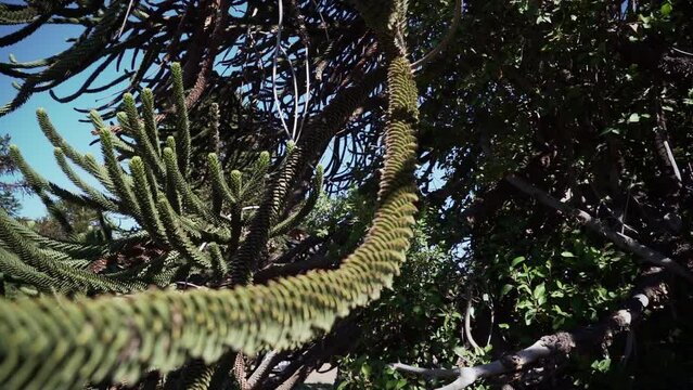 Detail of Araucaria tree branch, also evergreen coniferous tree or monkey tail tree, with thick sharp needles, close to Lanin volcano in the border region between Argentina and Chile.