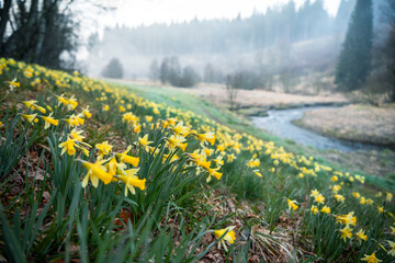many wild daffodils blooming near river - 592306013