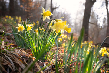 beautiful wilf daffodil flowers in sprinf forest - 592306015