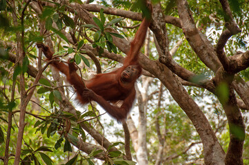  female orangutan hanging from a tree
