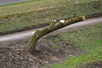 Renaturation of Glatt River with cut tree at City of Zürich district Schwamendingen on a cloudy...