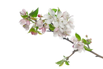 Blooming apple tree flowers on twig, isolated on white with clipping path