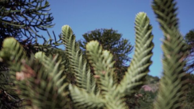 Detail of Araucaria tree branch, also evergreen coniferous tree or monkey tail tree, with thick sharp needles, close to Lanin volcano in the border region between Argentina and Chile.