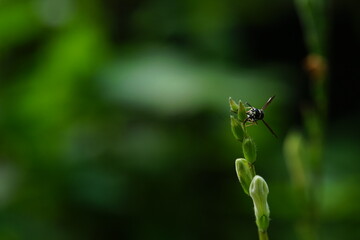 Stenodynerus found in vegetable fields.