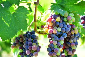 Merlot grape clusters at the point of veraison