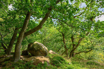 Findlinge im Wald oberhalb der Klippen des "Ekkodalen"-Tals im Wald von Almindingen auf Bornholm