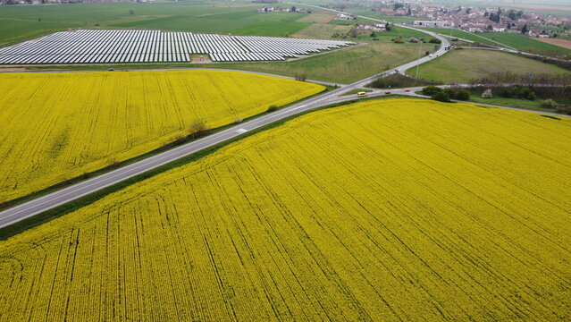 Tutto giallo colza