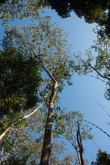 Fototapeta premium Phitsanulok Thailand January 25 2023 Wat Pa Phuhin Rong kla, Ban Rong Kla, Phu Hin Rong Kla National Park.