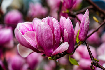 magnolia tree blossom in springtime. tender pink flowers bathing in sunlight.