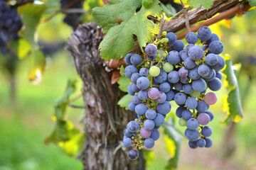 Merlot grape clusters at the point of veraison