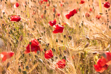 Red wild poppy flowers in blossom, natural summer background