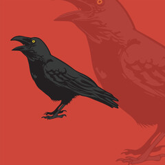 crow illustration for logo and tshirt design.