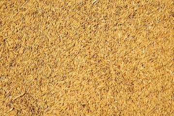 top view of paddy rice or rice seed on background