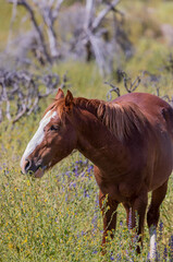Wild Horse in Spring Wildflowers near the Salt river in the Arizona Desert