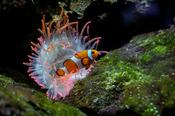 Amphiprion Ocellaris Clownfish In Marine Aquarium