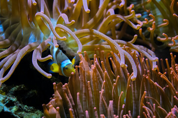 Amphiprion Ocellaris Clownfish In Marine Aquarium