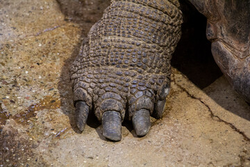 Obraz premium Aldabra giant tortoise pow. Aldabrachelys gigantea is a species of tortoise in the family Testudinidae.