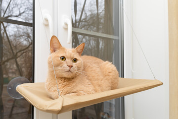 domestic cat sits in a hammock fixed on the window.